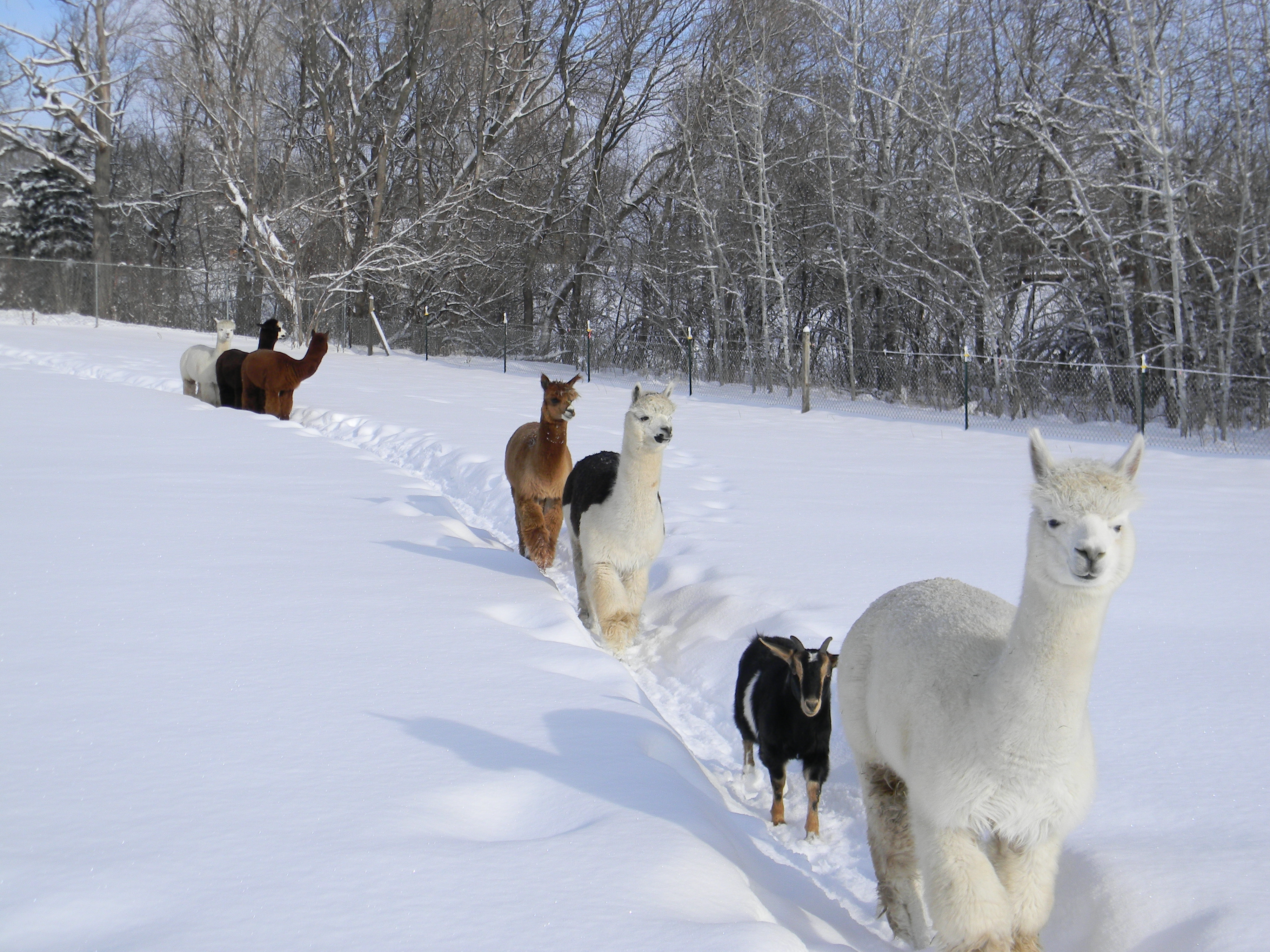 alpacas winter